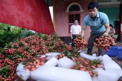 TP. HCM đang thiếu vải thiều
