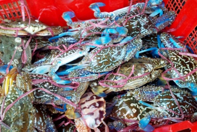 Cẩn thận với ghẹ biển giá rẻ 'giật mình' tại TP. HCM