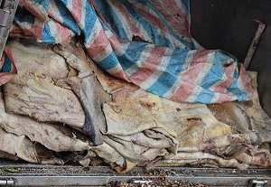 Liên tiếp thịt thối, thịt bẩn ‘hết hạn’ tuồn về Thủ đô 