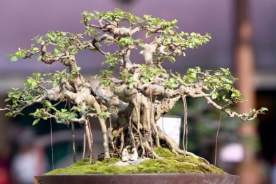 Những kỹ thuật cơ bản khi bón phân cho cây cảnh