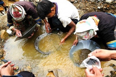 Kiểm tra thông tin công ty khai thác vàng nợ 500 tỉ đồng tiền thuế