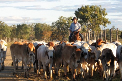 Nghi bò bị ngược đãi, Australia cấm xuất khẩu cho DN Việt Nam