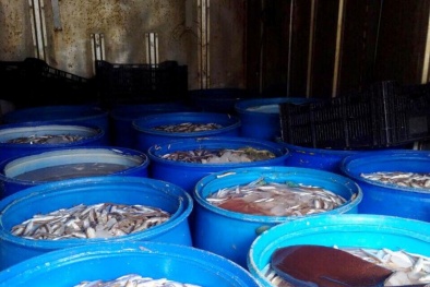 Bắt giữ cá thối số lượng 'khủng' đang trên đường đi tiêu thụ