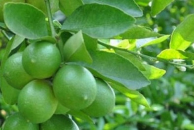 Loại lá quen thuộc chữa bách bệnh ít ai ngờ