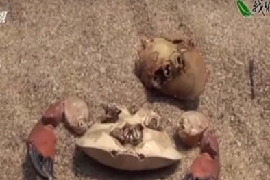 Phóng sự thảm họa cá chết Việt Nam rúng động Đài Loan