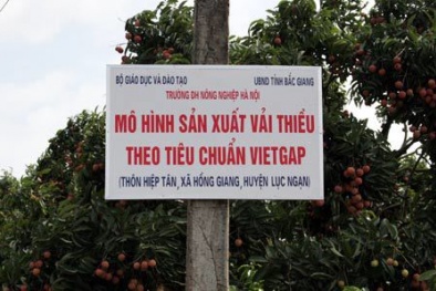 Nâng cao năng suất chất lượng nông sản Bắc Giang bằng VietGAP