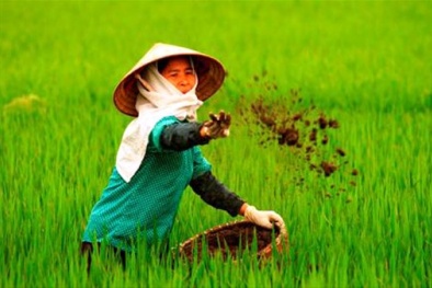 Phân bón giả ‘chôn’ của người nông dân 2 tỷ USD mỗi năm