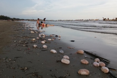 Du khách bịt mũi tắm vì vật thể lạ hôi thối trên bãi biển Trà Cổ