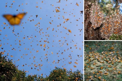 Ngoạn mục cảnh hàng triệu cánh bướm bay rợp trời giữa rừng thông