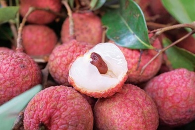 Cách chọn vải thiều ‘xịn’ chuẩn nhất