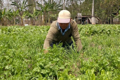 Dân phấn khởi vì trồng một hecta hành lá lãi hơn 200 triệu đồng