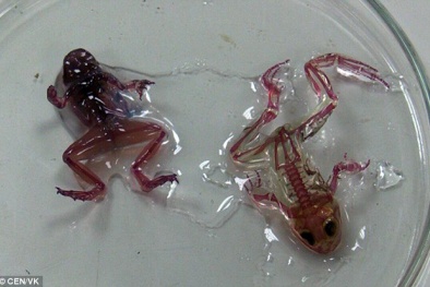 Lạ lùng loài ếch có làn da trong suốt nhìn thấu nội tạng