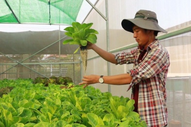 Chuyện chàng đạo diễn đi trồng rau tử tế