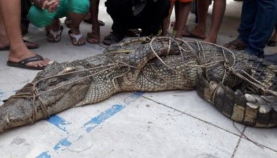 Đông Anh: Bắt được cá sấu nặng gần 100kg, dài 3m