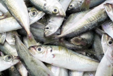 Tin an toàn thực phẩm hot ngày 30/6: Kinh hãi cá nục xịn 'chỉ đáng cho mèo ăn' ở Hà Nội