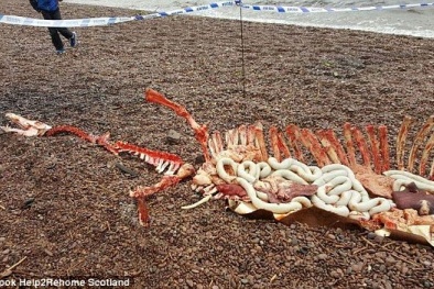 Phát hiện hài cốt còn nguyên nội tạng của quái vật hồ Loch Ness?