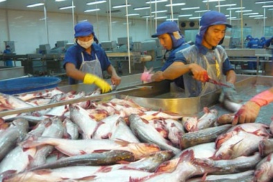Trung Quốc đứng top 3 thị trường ăn cá tra Việt Nam