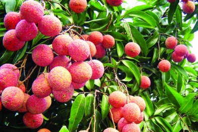 Thực hư chuyện “ăn quả vải gây viêm não Nhật Bản”