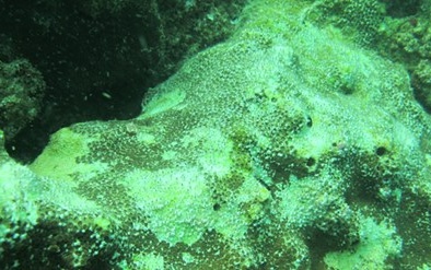 Hệ sinh thái biển miền Trung: Nửa thế kỷ mới hồi phục hoàn toàn