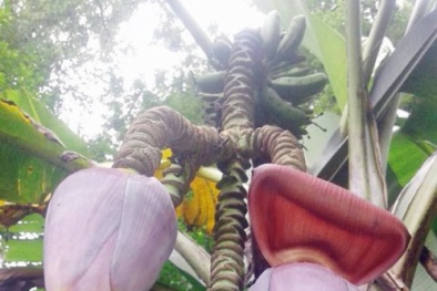 Cây chuối lạ bỗng mọc thêm 4 hoa sau khi trổ buồng