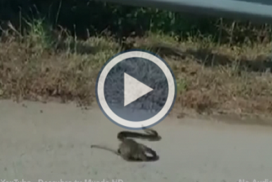 Chuột mẹ lao vào cắn xé rắn đói, giải cứu chuột con