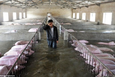 Người nông dân khóc giữa chuồng lợn gây bão mạng Trung Quốc