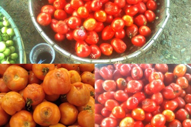 Cà chua thối bốc mùi ‘chạy’ vào quán ăn