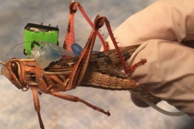 Mỹ nuôi mộng biến châu chấu thành 'chiến sĩ dò bom'