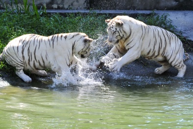 Đẳng cấp thú cưng của đại gia Việt: Từ 'tiểu long hà' đến 'chúa sơn lâm'