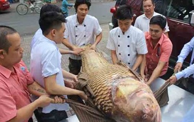 Run run 'hộ tống' cá hô siêu khủng hơn trăm cân từ Campuchia về Sài thành
