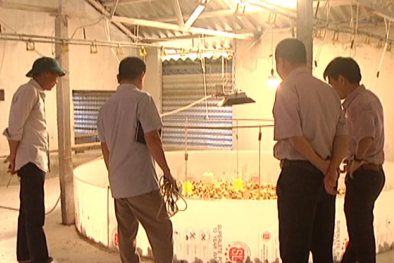 Kiếm tiền tỷ mỗi năm nhờ nuôi gà trên 'cát'