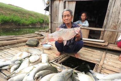 Mới có 1 doanh nghiệp xả thải đền bù thiệt hại cho hộ nuôi cá