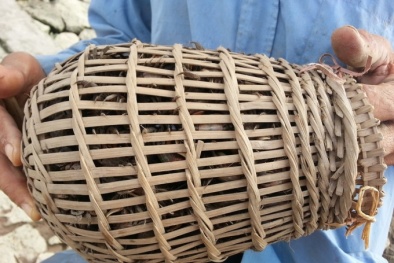 Mỗi ngày kiếm vài trăm ngàn nhờ cần câu không lưỡi