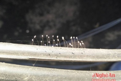 Nghệ An: Hoa hiếm 3000 năm mới nở 'rực rỡ' trên dây điện