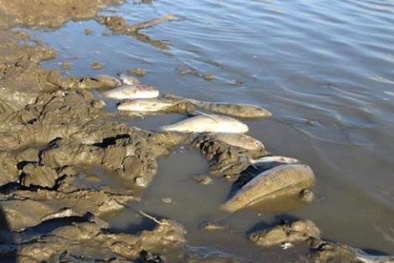 Nghệ An: Cá chết hàng loạt khiến người dân lo lắng