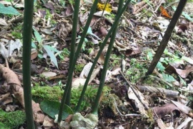 Choáng với củ sâm Ngọc Linh trị giá 650 triệu đồng