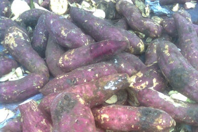 Thận trọng kẻo nhiễm độc với khoai lang hà