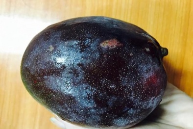 Xoài lạ tím sẫm đang gây sốt thị trường Hà Nội: Bà nội trợ có nên mua?