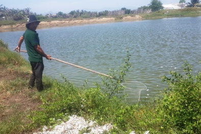 Ninh Thuận: Cá nuôi tiếp tục chết hàng loạt khi dân dẫn nước từ kênh vào