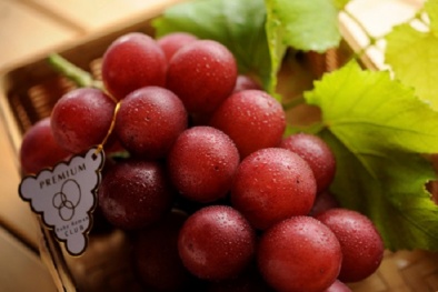 'Lai lịch' chùm nho Ruby Roman giá 245 triệu chỉ đại gia mới dám mua