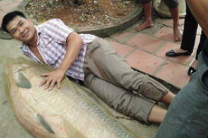 Thái Nguyên: Bắt được cá trắm 'khủng' nặng 52 kg