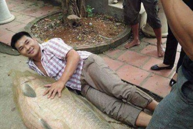 Tròn mắt xem cá trắm 'khủng' 52 kg mới lọt lưới ngư dân Thái Nguyên