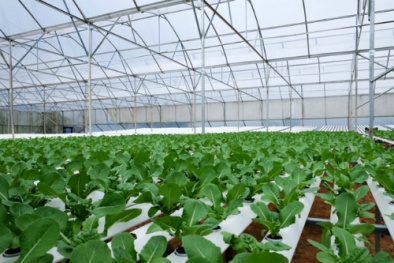 Chi vài chục tỷ đồng trồng rau sạch ăn ngay tại vườn