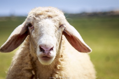 Xây dựng chỉ dẫn địa lý 'Ninh Thuận' cho sản phẩm thịt cừu