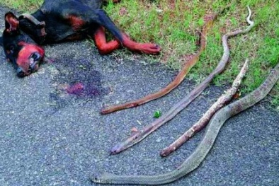 Chú chó anh hùng hi sinh mạng sống, cắn chết 4 rắn độc bảo vệ chủ