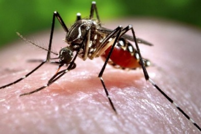Lần đầu tiên phát hiện Zika lây từ nữ sang nam