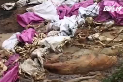 Rúng động doanh nghiệp vứt hàng trăm xác heo thối ra sông Sài Gòn
