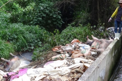 Tin an toàn thực phẩm hot 24h qua: Xác lợn chết ‘ngụp lặn’ trên sông Sài Gòn