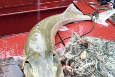 Trung Quốc: Ngư dân bàng hoàng vì bắt được 'thủy quái' kỳ dị nặng hàng trăm cân