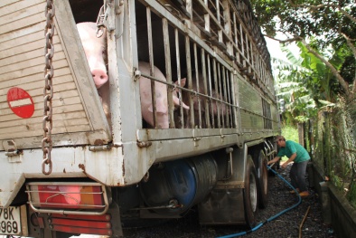 Trung Quốc lại đẩy mạnh mua heo hơi từ Việt Nam